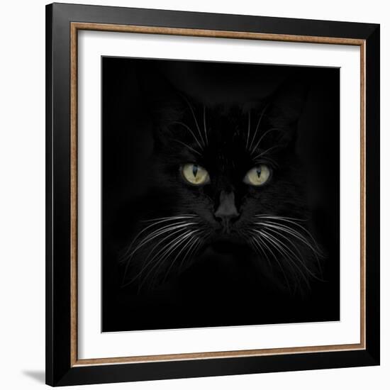 Black Cat-Lori Hutchison-Framed Photographic Print