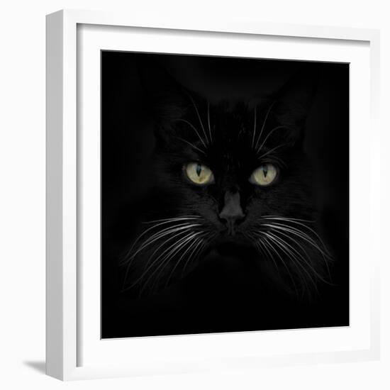 Black Cat-Lori Hutchison-Framed Photographic Print