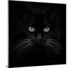 Black Cat-Lori Hutchison-Mounted Photographic Print