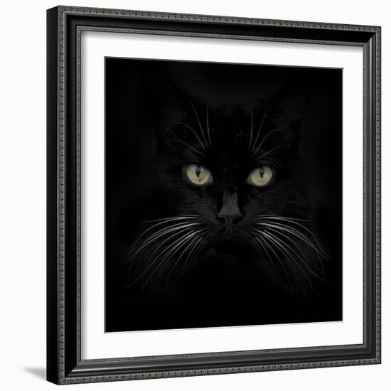 Black Cat-Lori Hutchison-Framed Photographic Print