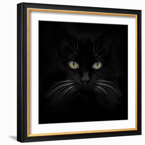 Black Cat-Lori Hutchison-Framed Photographic Print