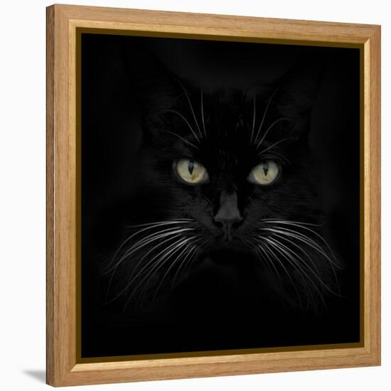 Black Cat-Lori Hutchison-Framed Stretched Canvas