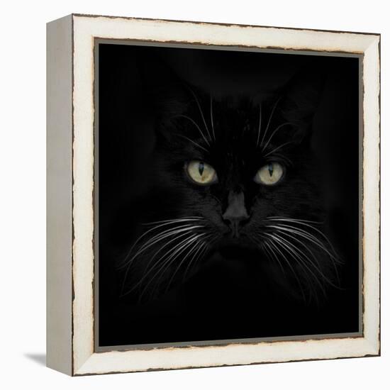 Black Cat-Lori Hutchison-Framed Stretched Canvas