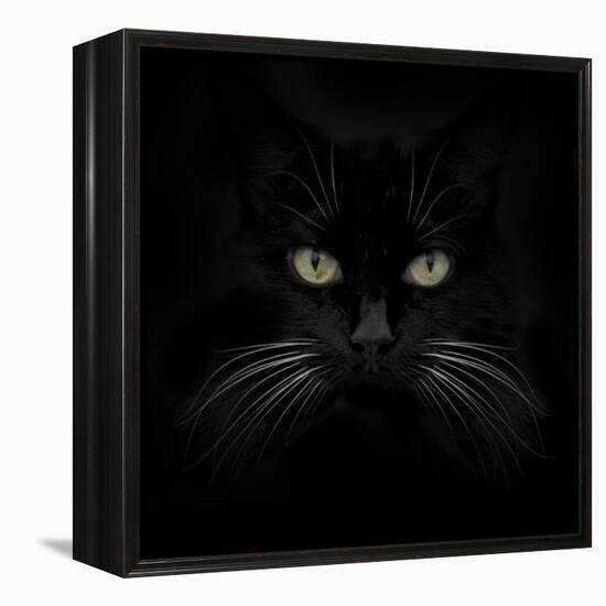 Black Cat-Lori Hutchison-Framed Stretched Canvas