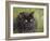 Black Cat-Sarah Davis-Framed Giclee Print