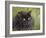 Black Cat-Sarah Davis-Framed Giclee Print