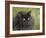 Black Cat-Sarah Davis-Framed Giclee Print