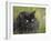 Black Cat-Sarah Davis-Framed Giclee Print