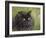 Black Cat-Sarah Davis-Framed Giclee Print