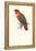 Black-Ccapped Lory - Lorius Domicella-Edward Lear-Framed Stretched Canvas