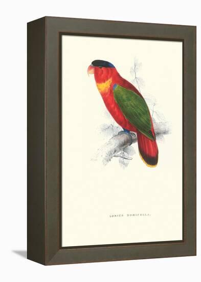 Black-Ccapped Lory - Lorius Domicella-Edward Lear-Framed Stretched Canvas