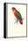 Black-Ccapped Lory - Lorius Domicella-Edward Lear-Framed Stretched Canvas