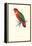 Black-Ccapped Lory - Lorius Domicella-Edward Lear-Framed Stretched Canvas