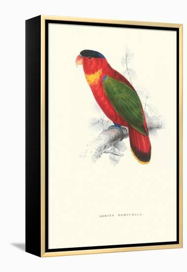 Black-Ccapped Lory - Lorius Domicella-Edward Lear-Framed Stretched Canvas