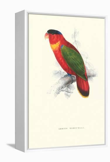 Black-Ccapped Lory - Lorius Domicella-Edward Lear-Framed Stretched Canvas