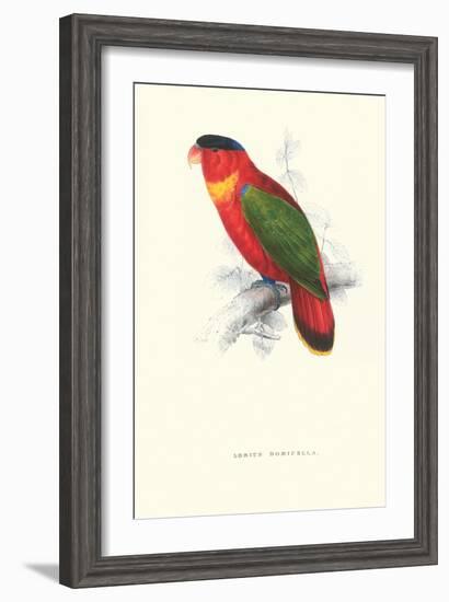 Black-Ccapped Lory - Lorius Domicella-Edward Lear-Framed Art Print