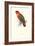 Black-Ccapped Lory - Lorius Domicella-Edward Lear-Framed Art Print