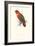 Black-Ccapped Lory - Lorius Domicella-Edward Lear-Framed Art Print