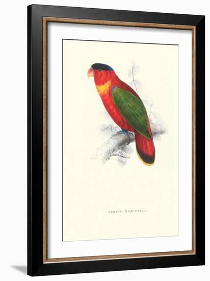 Black-Ccapped Lory - Lorius Domicella-Edward Lear-Framed Art Print