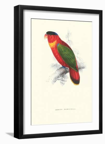 Black-Ccapped Lory - Lorius Domicella-Edward Lear-Framed Art Print