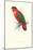 Black-Ccapped Lory - Lorius Domicella-Edward Lear-Mounted Art Print