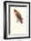 Black-Ccapped Lory - Lorius Domicella-Edward Lear-Framed Art Print