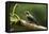 Black-cheeked Woodpecker (Melanerpes pucherani), Boca Tapada, Alajuela Province, Costa Rica-Matthew Williams-Ellis-Framed Premier Image Canvas