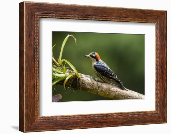 Black-cheeked Woodpecker (Melanerpes pucherani), Boca Tapada, Alajuela Province, Costa Rica-Matthew Williams-Ellis-Framed Photographic Print