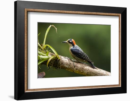 Black-cheeked Woodpecker (Melanerpes pucherani), Boca Tapada, Alajuela Province, Costa Rica-Matthew Williams-Ellis-Framed Photographic Print