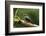 Black-cheeked Woodpecker (Melanerpes pucherani), Boca Tapada, Alajuela Province, Costa Rica-Matthew Williams-Ellis-Framed Photographic Print