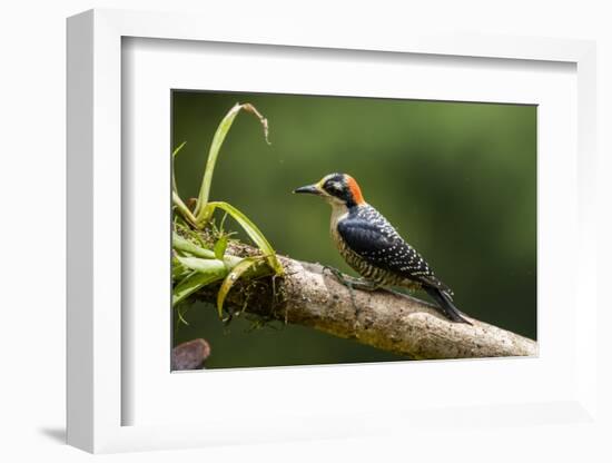 Black-cheeked Woodpecker (Melanerpes pucherani), Boca Tapada, Alajuela Province, Costa Rica-Matthew Williams-Ellis-Framed Photographic Print