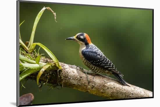 Black-cheeked Woodpecker (Melanerpes pucherani), Boca Tapada, Alajuela Province, Costa Rica-Matthew Williams-Ellis-Mounted Photographic Print