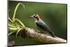 Black-cheeked Woodpecker (Melanerpes pucherani), Boca Tapada, Alajuela Province, Costa Rica-Matthew Williams-Ellis-Mounted Photographic Print