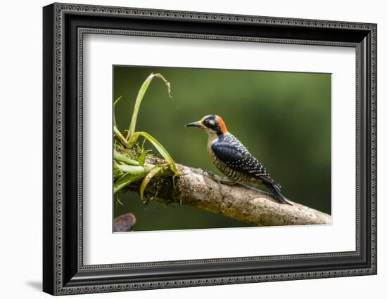 Black-cheeked Woodpecker (Melanerpes pucherani), Boca Tapada, Alajuela Province, Costa Rica-Matthew Williams-Ellis-Framed Photographic Print