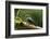 Black-cheeked Woodpecker (Melanerpes pucherani), Boca Tapada, Alajuela Province, Costa Rica-Matthew Williams-Ellis-Framed Photographic Print