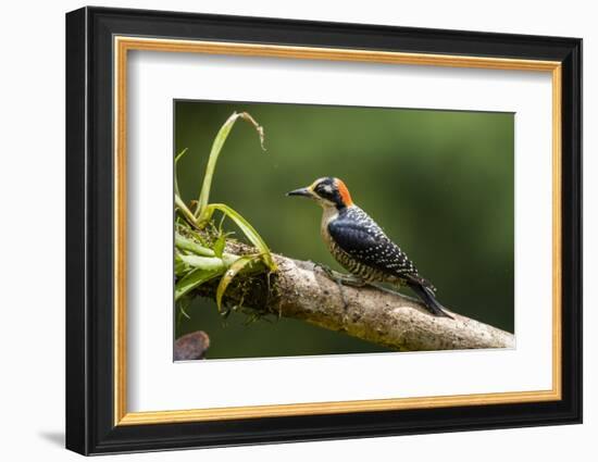 Black-cheeked Woodpecker (Melanerpes pucherani), Boca Tapada, Alajuela Province, Costa Rica-Matthew Williams-Ellis-Framed Photographic Print