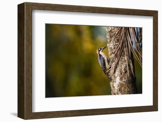 Black cheeked Woodpecker (Melanerpes Pucherani), Boca Tapada, Alajuela Province, Costa Rica-Matthew Williams-Ellis-Framed Photographic Print