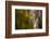 Black cheeked Woodpecker (Melanerpes Pucherani), Boca Tapada, Alajuela Province, Costa Rica-Matthew Williams-Ellis-Framed Photographic Print