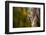 Black cheeked Woodpecker (Melanerpes Pucherani), Boca Tapada, Alajuela Province, Costa Rica-Matthew Williams-Ellis-Framed Photographic Print