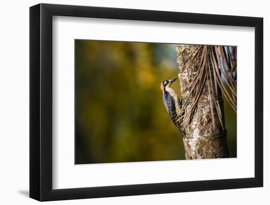 Black cheeked Woodpecker (Melanerpes Pucherani), Boca Tapada, Alajuela Province, Costa Rica-Matthew Williams-Ellis-Framed Photographic Print