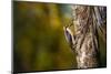 Black cheeked Woodpecker (Melanerpes Pucherani), Boca Tapada, Alajuela Province, Costa Rica-Matthew Williams-Ellis-Mounted Photographic Print