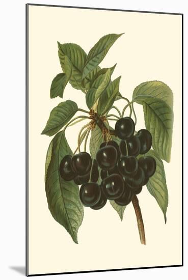 Black Cherries-John Wright-Mounted Art Print