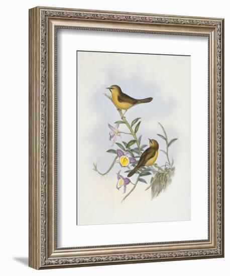 Black-Chinned Babbler (Stachyris Pyrrhops)-John Gould-Framed Giclee Print