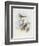 Black-Chinned Babbler (Stachyris Pyrrhops)-John Gould-Framed Giclee Print