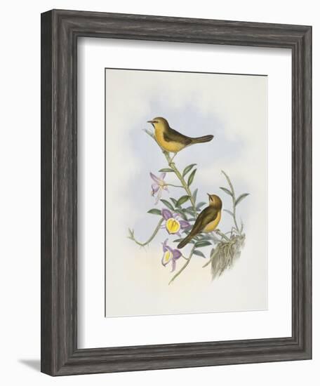 Black-Chinned Babbler (Stachyris Pyrrhops)-John Gould-Framed Giclee Print