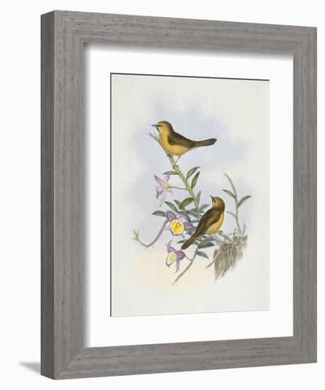 Black-Chinned Babbler (Stachyris Pyrrhops)-John Gould-Framed Giclee Print