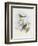 Black-Chinned Babbler (Stachyris Pyrrhops)-John Gould-Framed Giclee Print