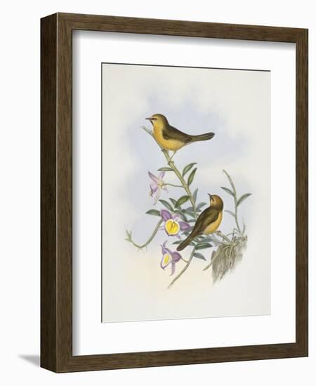 Black-Chinned Babbler (Stachyris Pyrrhops)-John Gould-Framed Giclee Print