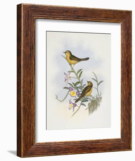 Black-Chinned Babbler (Stachyris Pyrrhops)-John Gould-Framed Giclee Print