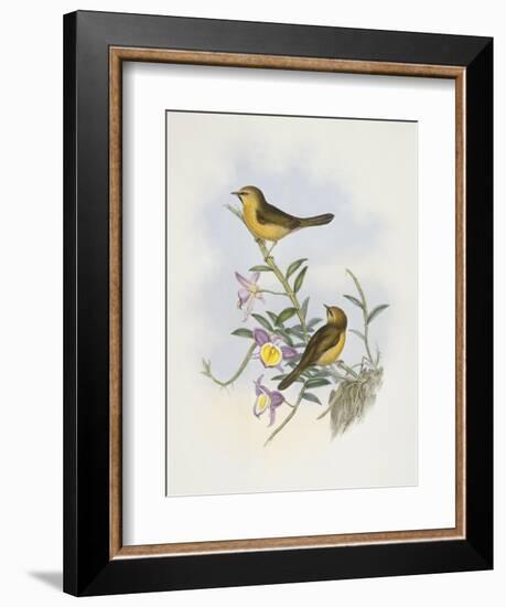 Black-Chinned Babbler (Stachyris Pyrrhops)-John Gould-Framed Giclee Print